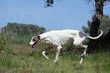 GREYHOUND 104
